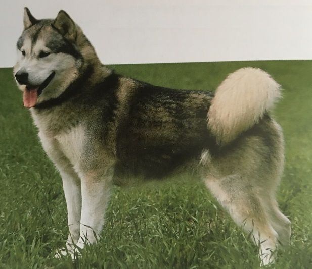 Caracteristicas Raza Malamute De Alaska Caracteristicas Raza Malamute De Alaska