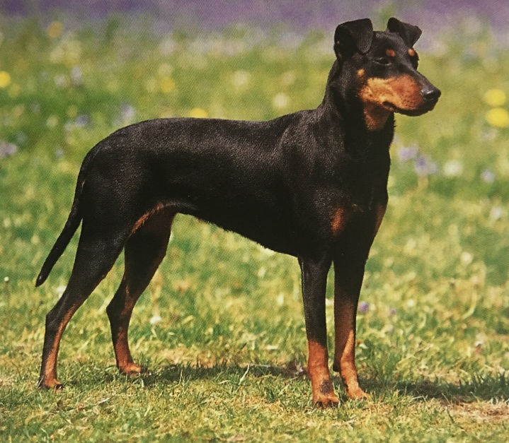 Caracteristicas Raza Manchester Terrier (Terrier De Manchester)