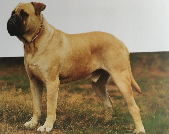 Caracteristicas Raza Mastiff (Mastin Ingles) Y Bullmastiff