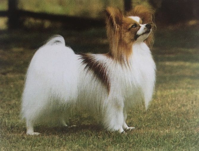 Caracteristicas Raza Papillon