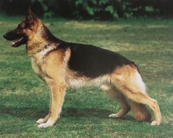 Caracteristicas Raza Pastor Aleman Caracteristicas Raza Pastor Aleman