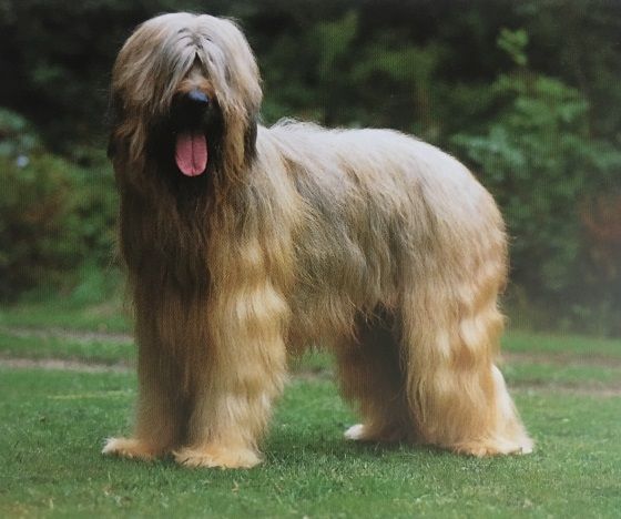 Caracteristicas Raza Pastor De Brie