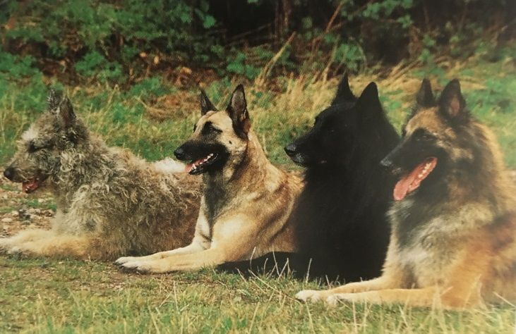 Caracteristicas Raza Pastores Belgas