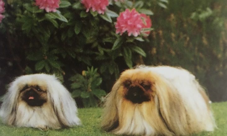 Caracteristicas Raza Pequines Caracteristicas Raza Pequines