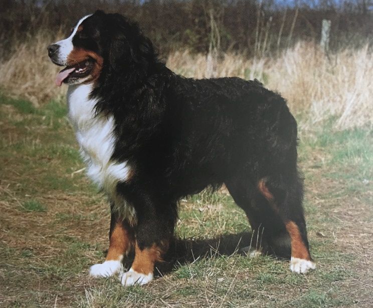 Caracteristicas Raza Perro De Montana Bernes