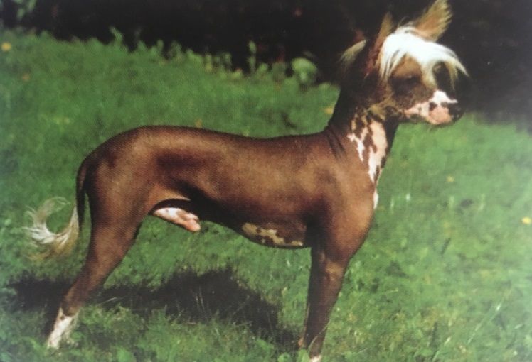 Caracteristicas Raza Perro Desnudo De China