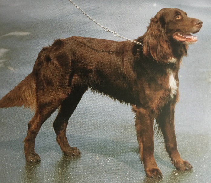 Caracteristicas Raza Pointer (Braco) Aleman De Pelo Largo