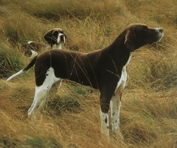 Caracteristicas Raza Pointer
