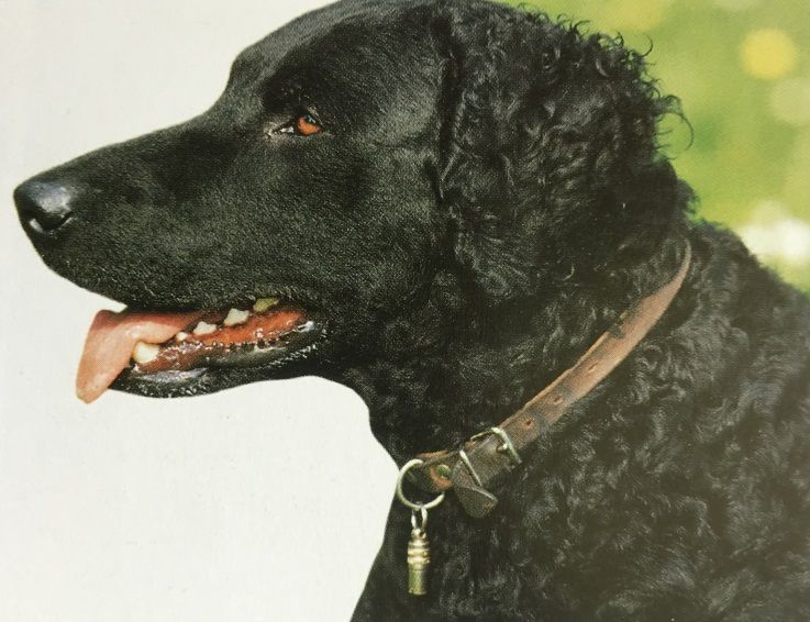 Caracteristicas Raza Retriever De Pelo Rizado