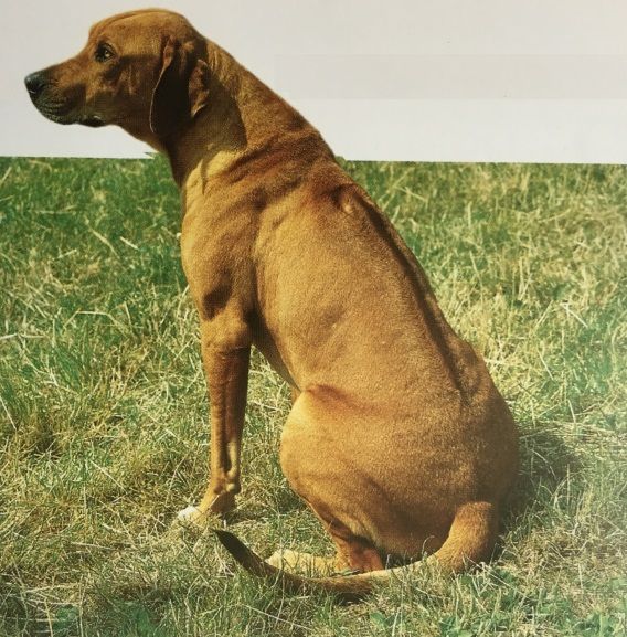 Caracteristicas Raza Ridgeback De Rodesia Caracteristicas Raza Ridgeback De Rodesia