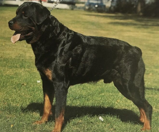 Caracteristicas Raza Rottweiler Caracteristicas Raza Rottweiler
