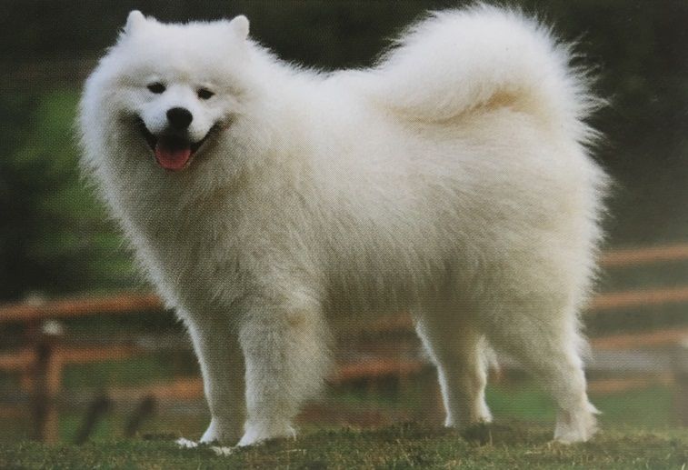 Caracteristicas Raza Samoyedo