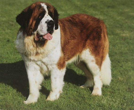 Caracteristicas Raza San Bernardo