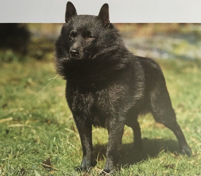 Caracteristicas Raza Schipperke