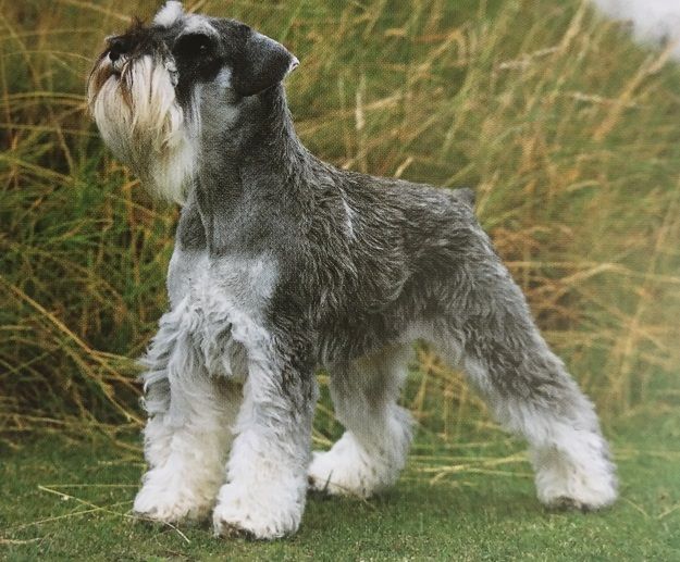 Caracteristicas Raza Schnauzer Miniatura Caracteristicas Raza Schnauzer Miniatura
