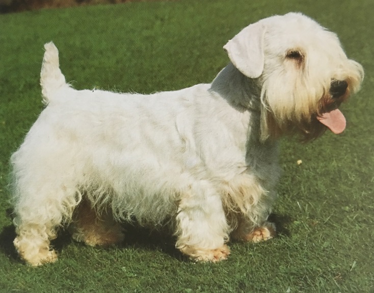Caracteristicas Raza Sealyham Terrier (Terrier De Sealyham)