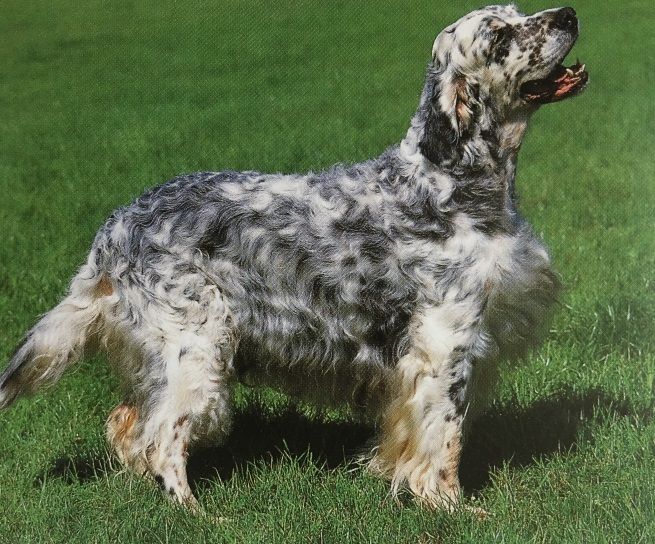 Caracteristicas Raza Setter Ingles