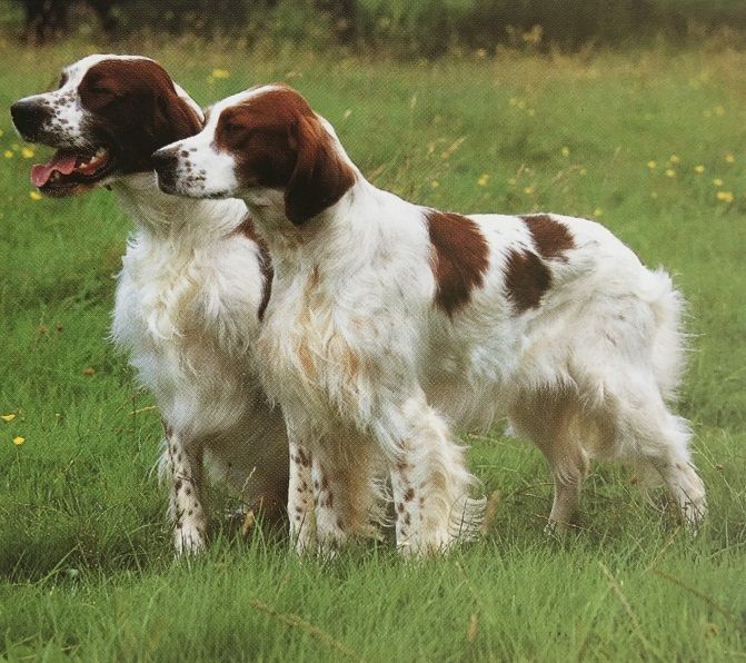 Caracteristicas Raza Setter Irlandes Rojo Y Blanco Caracteristicas Raza Setter Irlandes Rojo Y Blanco