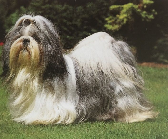 Caracteristicas Raza Shi Tzu Caracteristicas Raza Shi Tzu