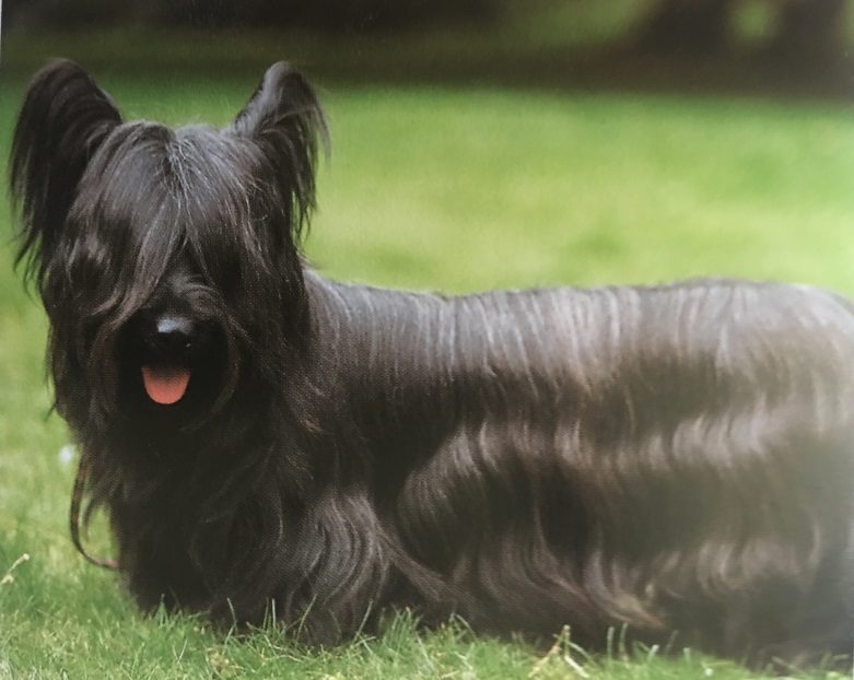 Caracteristicas Raza Skye Terrier (Terrier De Skye)