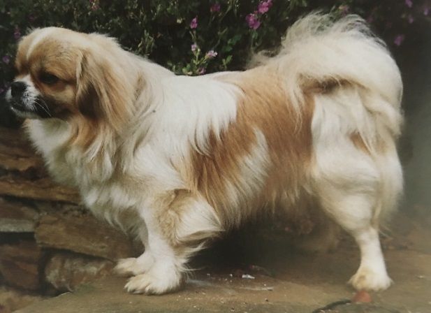 Caracteristicas Raza Spaniel Tibetano