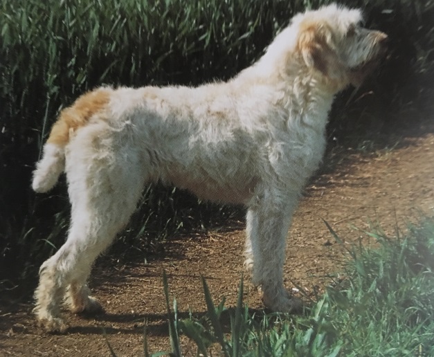 Caracteristicas Raza Spinone (Grifon Italiano)