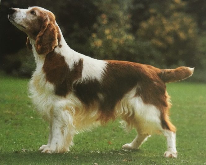 Caracteristicas Raza Springer Spaniel Gales