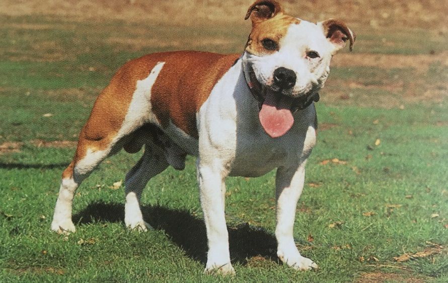 Caracteristicas Raza Staffordshire Bull Terrier Ingles Y Americano