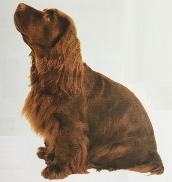 Caracteristicas Raza Sussex Spaniel (Spaniel De Sussex)