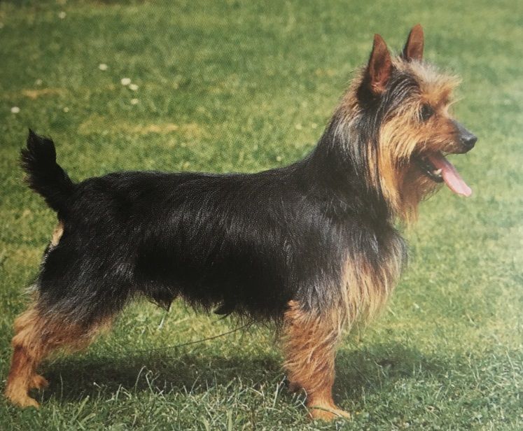 Caracteristicas Raza Terrier Australiano Caracteristicas Raza Terrier Australiano