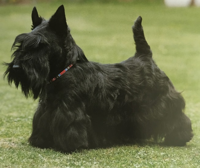 Caracteristicas Raza Terrier Escoces (Scottie)