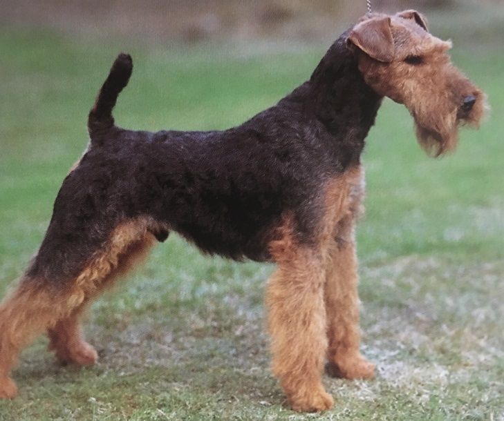 Caracteristicas Raza Terrier Gales