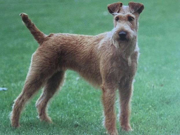 Caracteristicas Raza Terrier Irlandes Caracteristicas Raza Terrier Irlandes