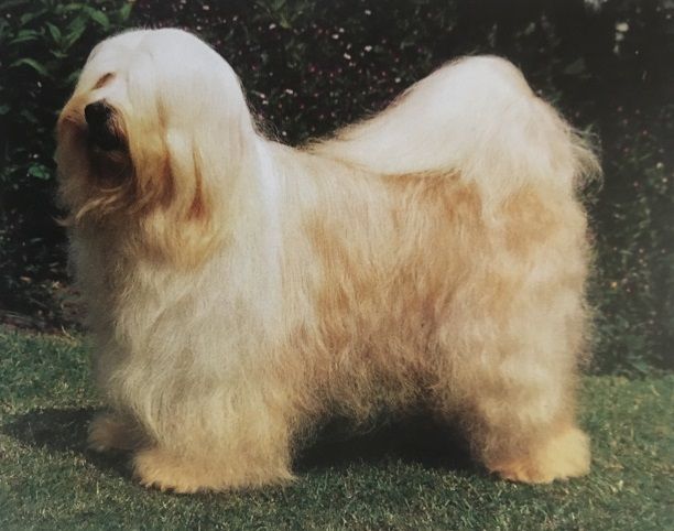 Caracteristicas Raza Terrier Tibetano Caracteristicas Raza Terrier Tibetano