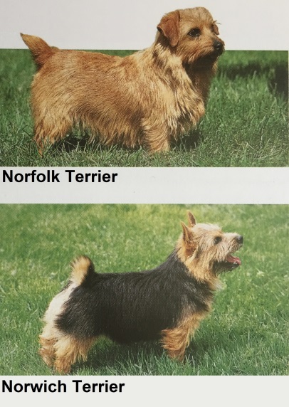 Caracteristicas Raza Terriers De Norwich Y De Norfolk (Norwich / Norfolk Terriers)