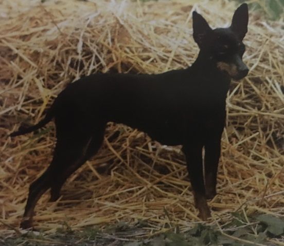 Caracteristicas Raza Toy Terrier Ingles Caracteristicas Raza Toy Terrier Ingles