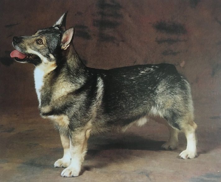 Caracteristicas Raza Vallhund Sueco Caracteristicas Raza Vallhund Sueco