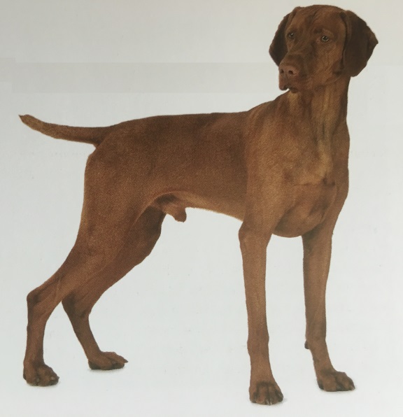Caracteristicas Raza Vizsla Magyar (Braco Hungaro)