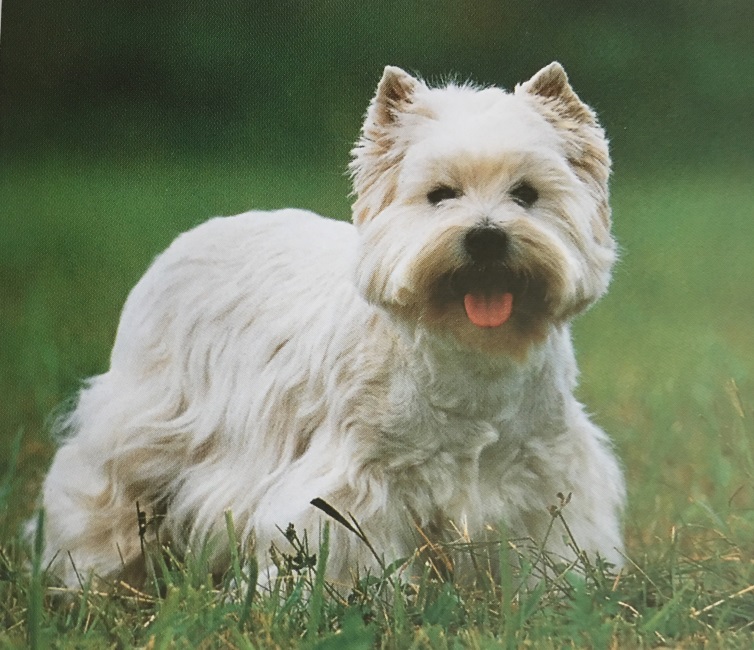 Caracteristicas Raza West Highland White Terrier (Westie)