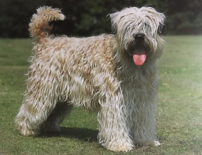 Caracteristicas Raza Wheaten Terrier Irlandes De Pelo Suave Caracteristicas Raza Wheaten Terrier Irlandes De Pelo Suave
