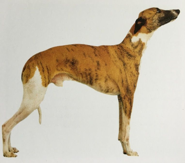Caracteristicas Raza Whippet