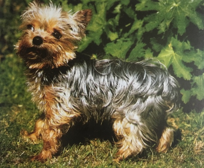Caracteristicas Raza Yorkshire Terrier (Terrier De Yorkshire)