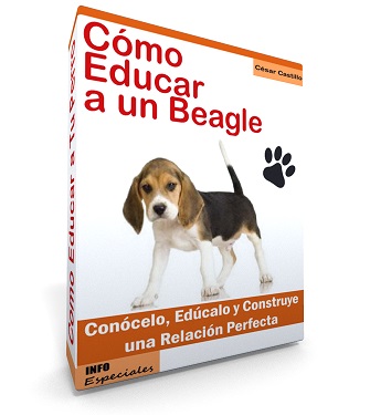 Raza Beagle