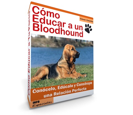 Raza Bloodhound
