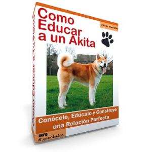 Como Educar a un Akita - Guía de Entrenamiento