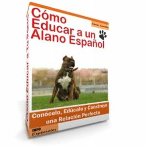 Como Educar a un Alano Español - Guía de Entrenamiento