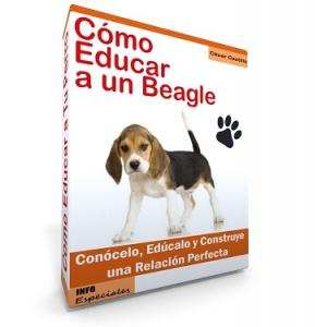 Como Educar a un Beagle - Guía de Entrenamiento