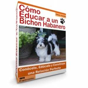Como Educar a un Bichon Habanero - Guía de Entrenamiento