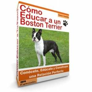 Como Educar a un Boston Terrier - Guía de Entrenamiento