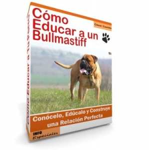 Como Educar a un Bullmastiff - Guía de Entrenamiento